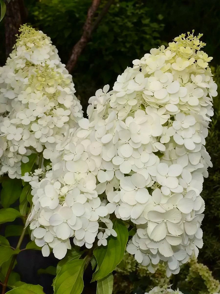 Гортензия метельчатая Полар Бир