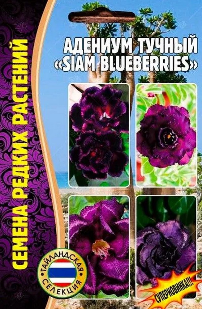 Адениум Siam Blueberries, 3шт.