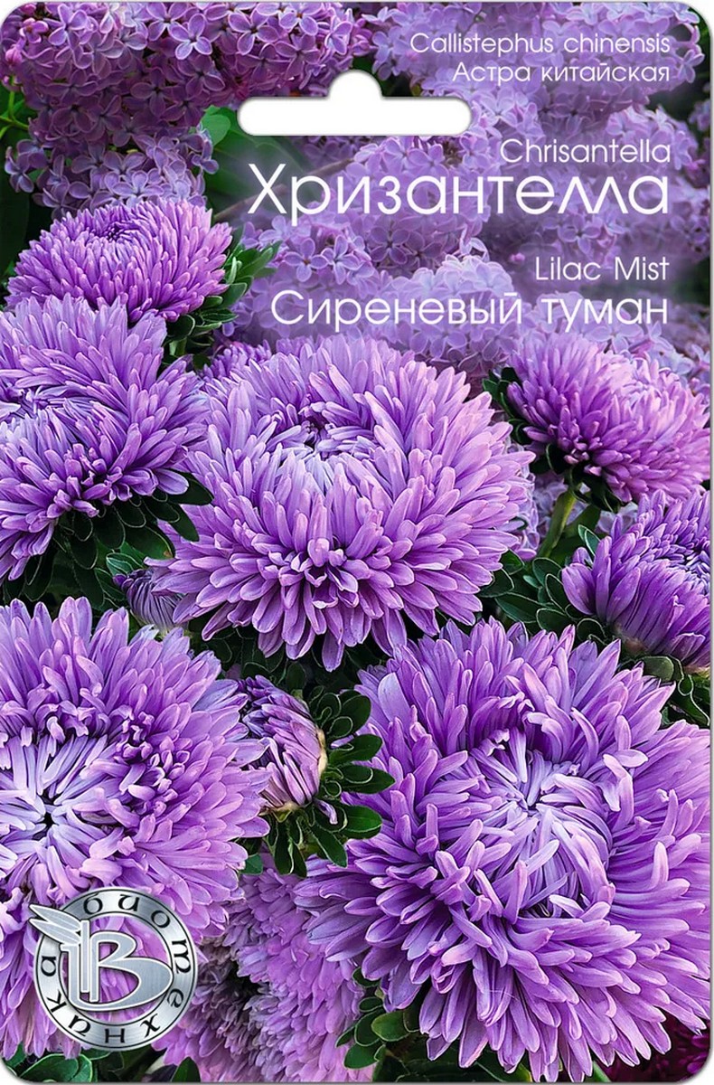 Астра китайская Хризантелла Сиреневый туман, 30 шт. Биотехника