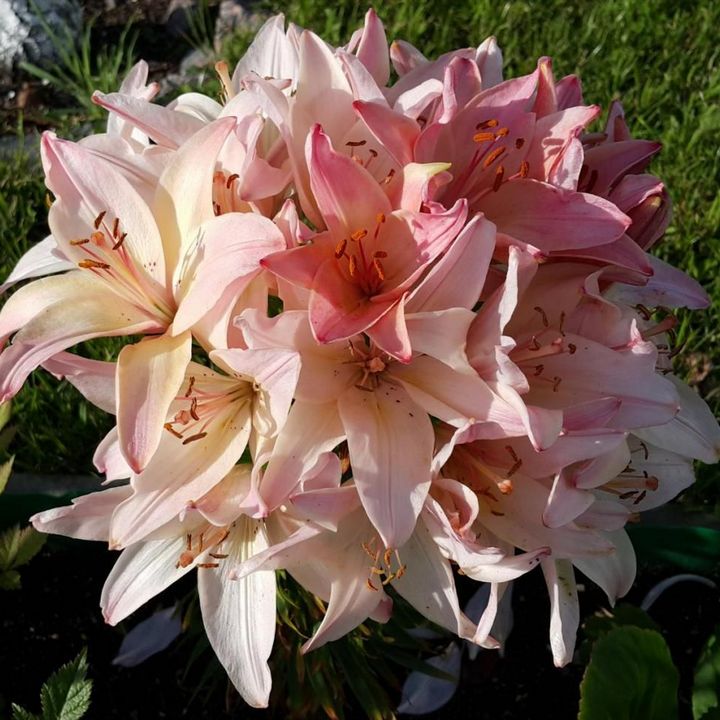 Лилия азиатская Марлен 16/18, для выгонки, 1 шт.