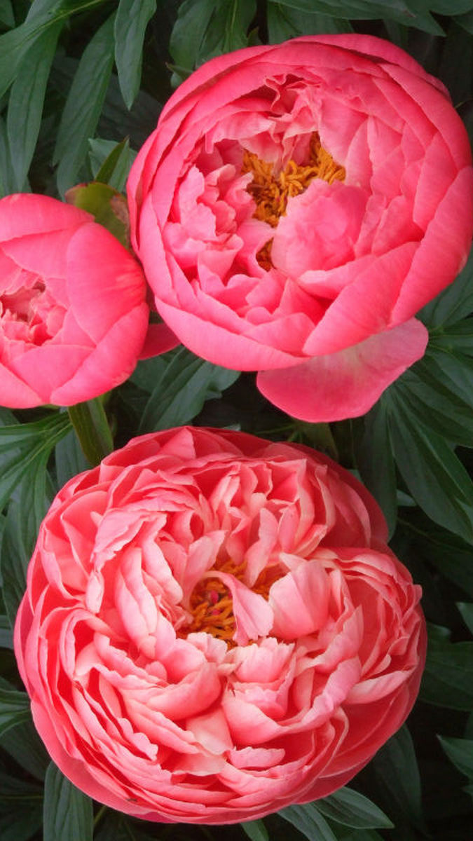 Пион гибридный Корал Чарм, 2-3/К, 1 шт.