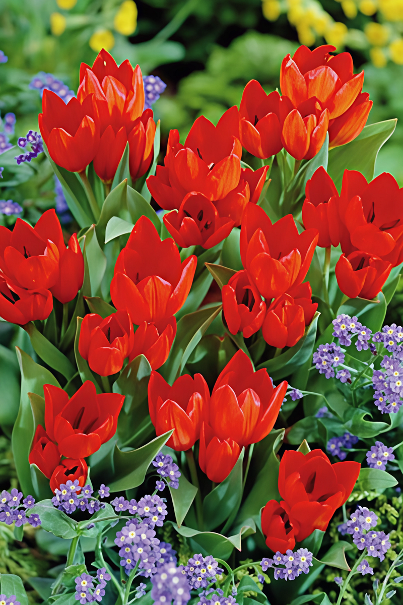 Тюльпан ботанический Фузилиер, 10/11, 1 шт.