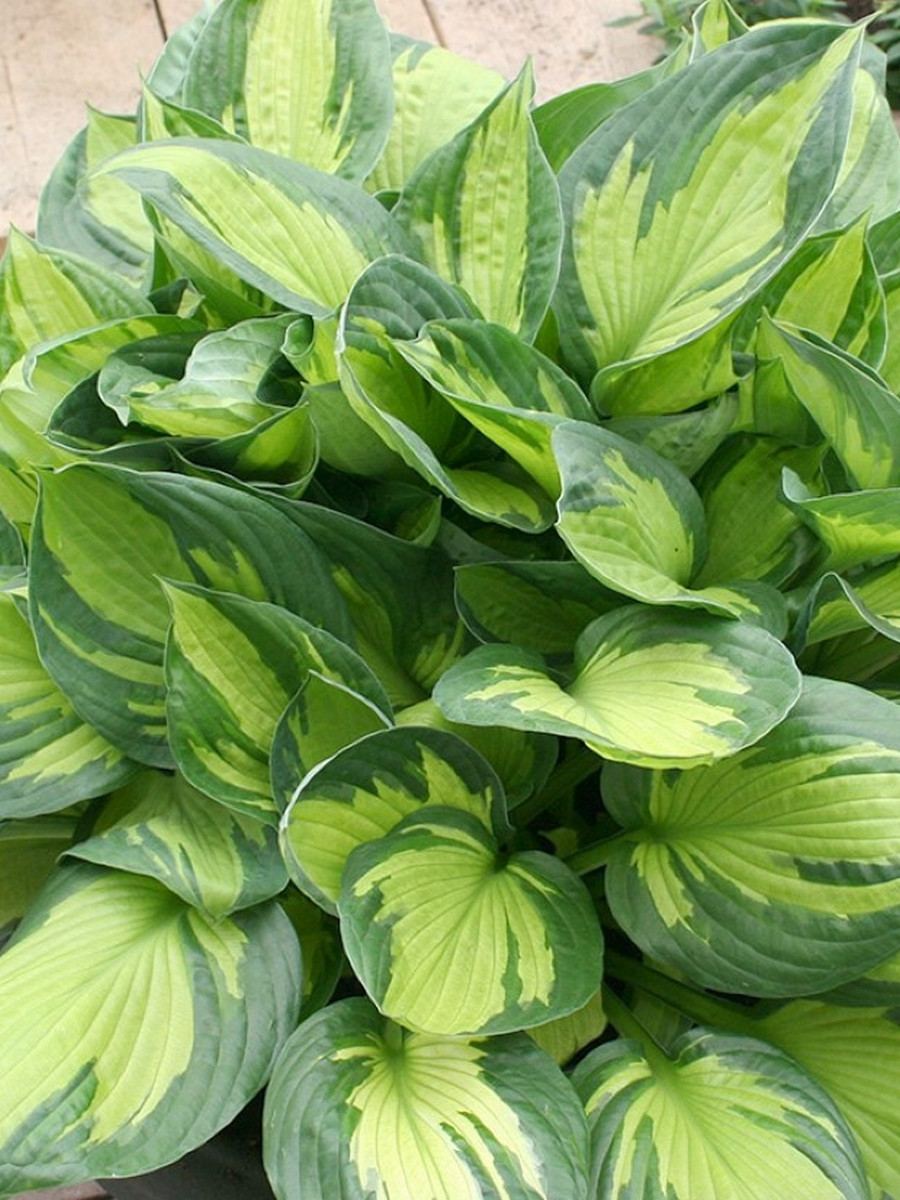 Хоста Бич Бой, 1 шт.