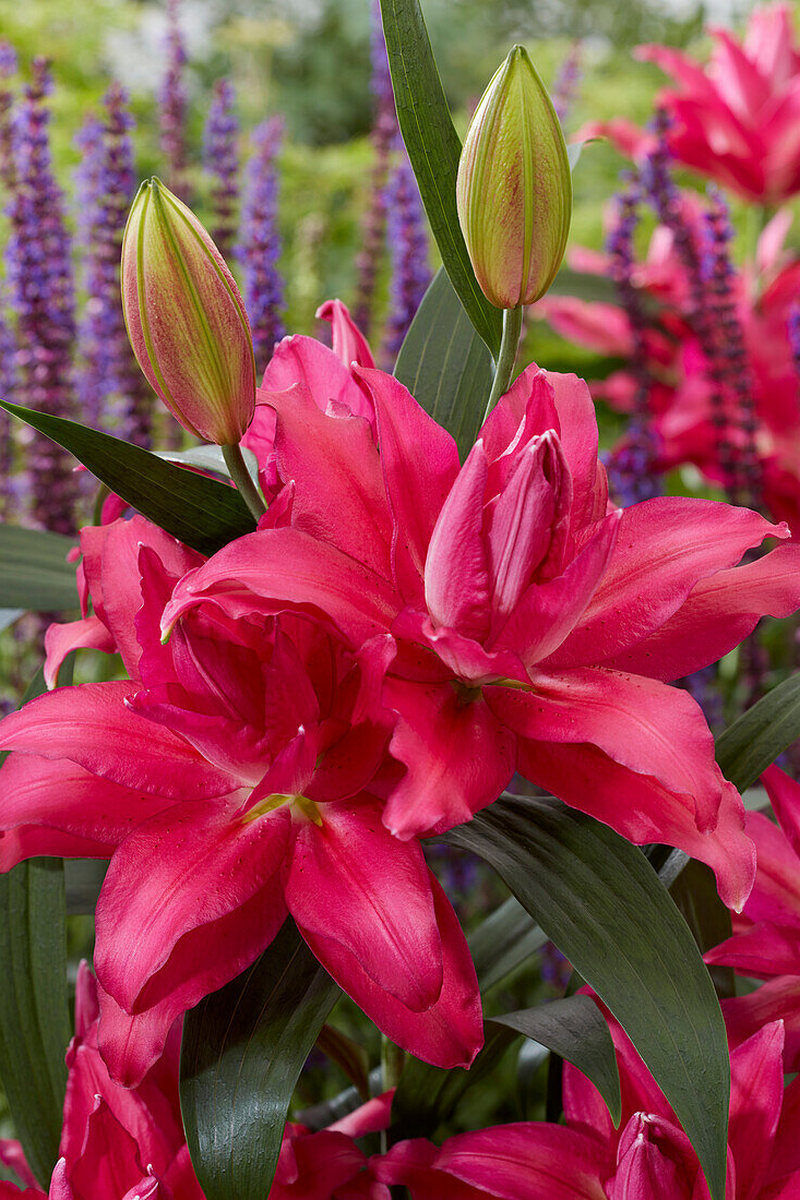 Лилия восточная махровая Roselily Рианна, 12/14, 1 шт.