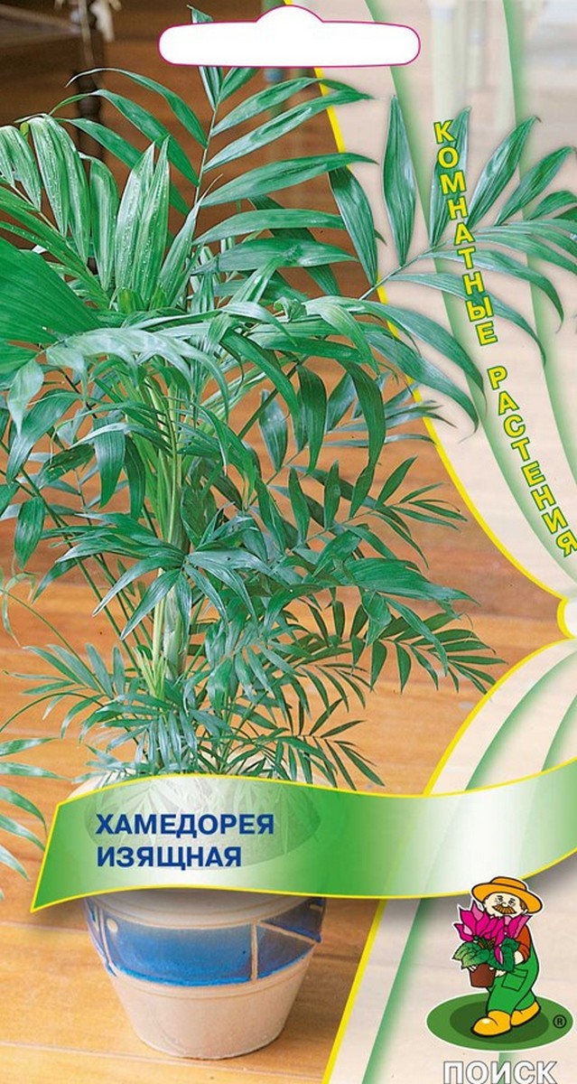 Хамедорея Изящная, 5 шт.