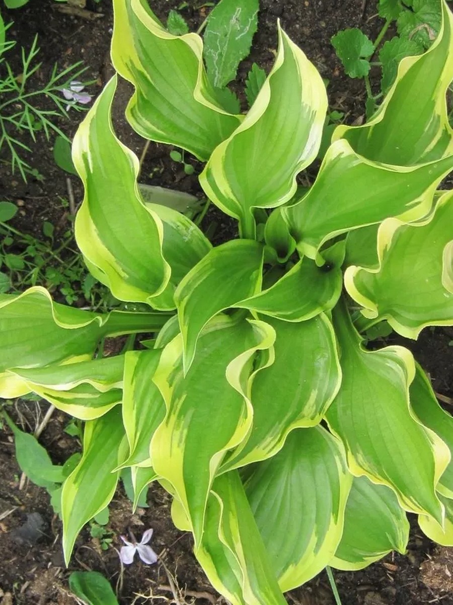 Хоста Дон Стевенс, 1 шт.