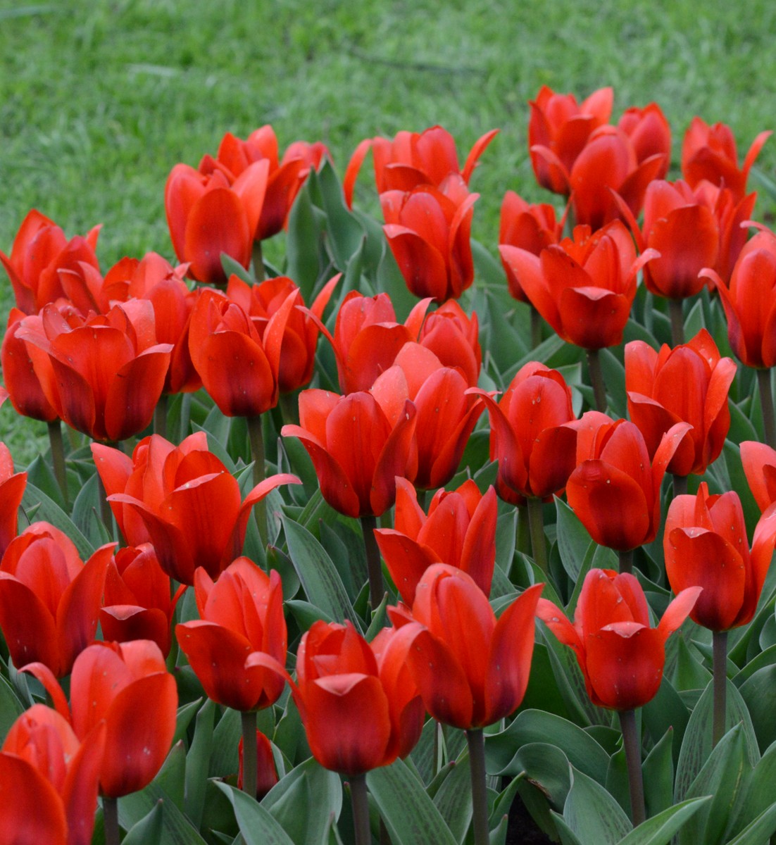 Тюльпан кауфмана Шоувиннер, 11/12, 1 шт.