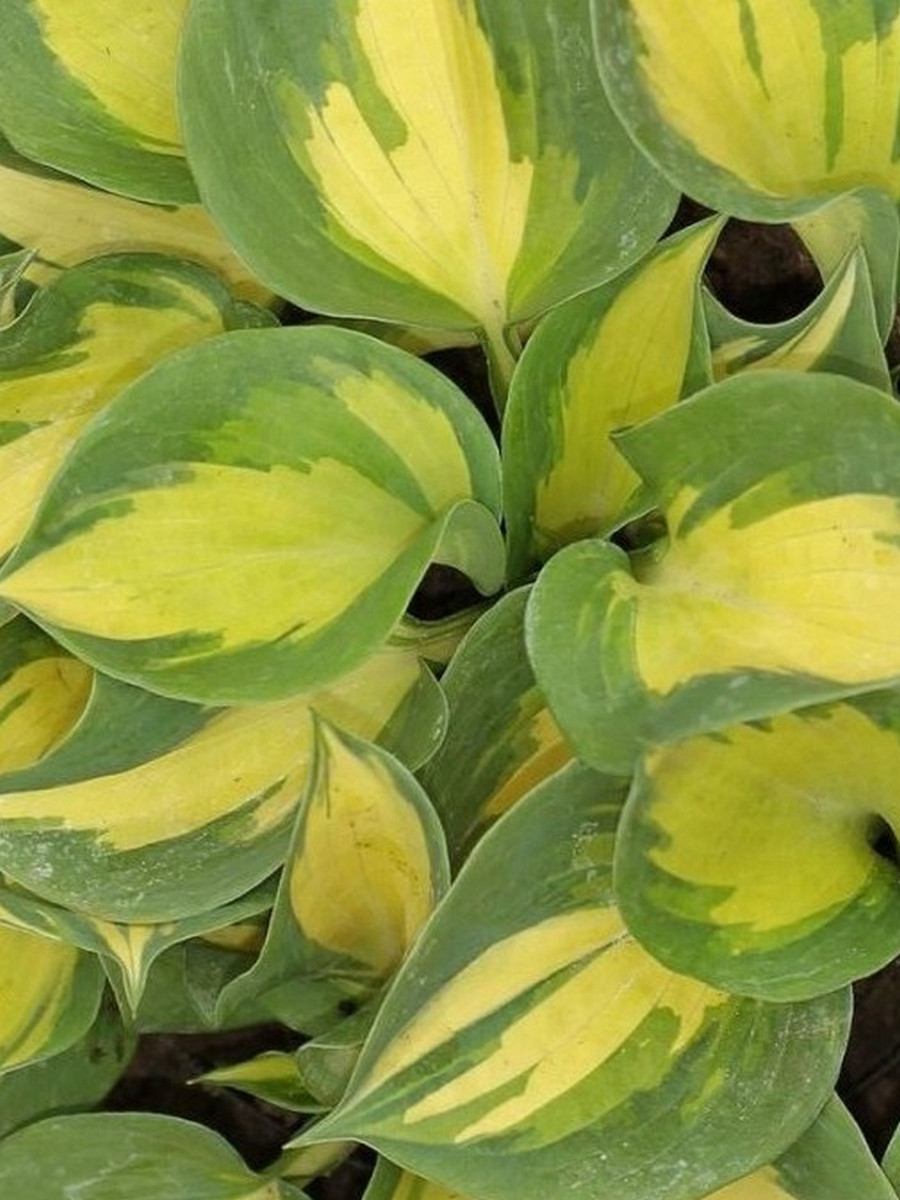 Хоста Бич Бой, 1 шт.