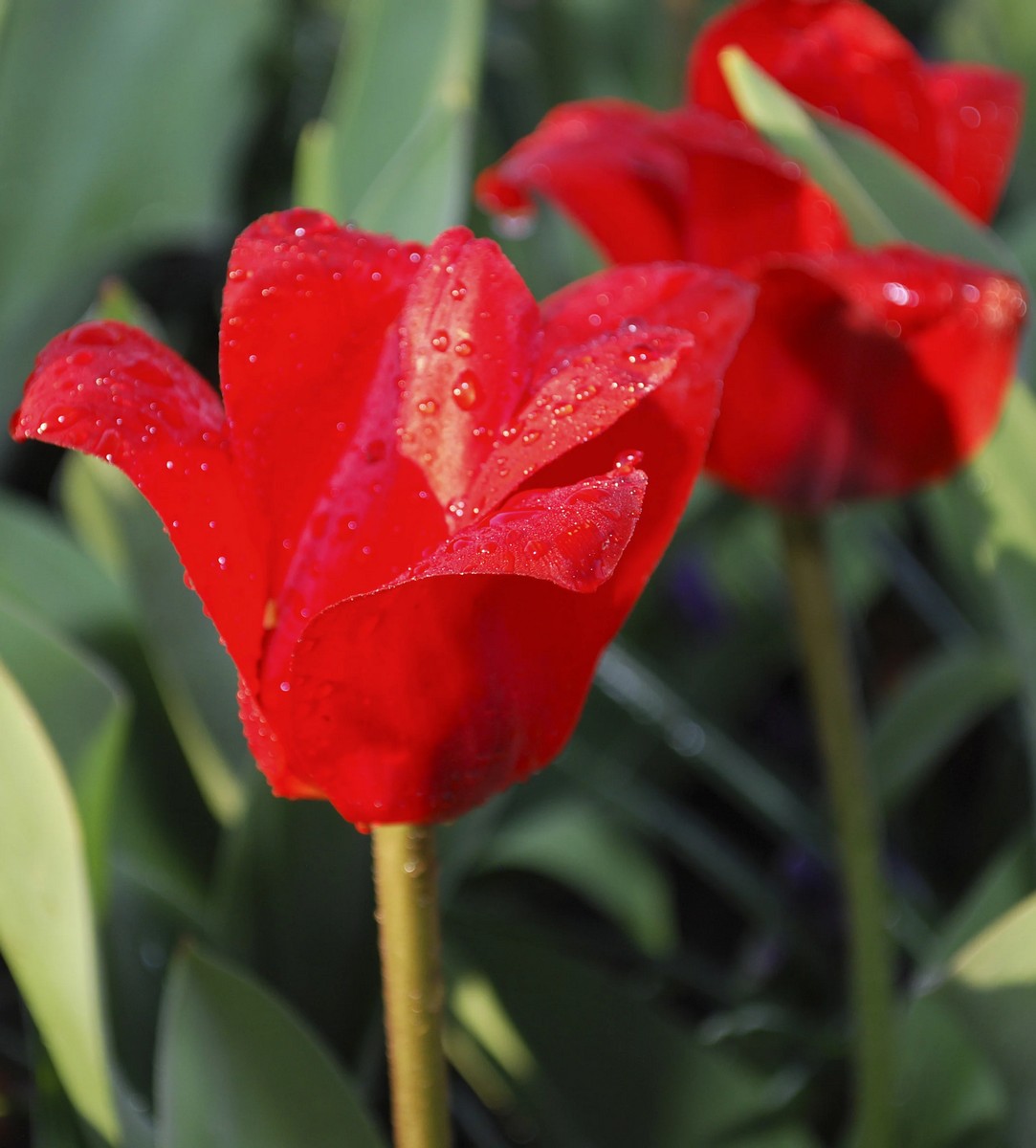 Тюльпан кауфмана Шоувиннер, 11/12, 1 шт.