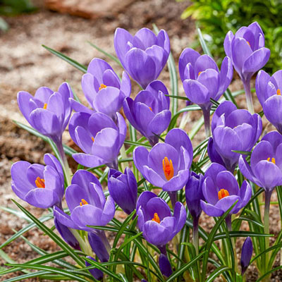 Крокус крупноцветковый Аква, 6/+, 1 шт.
