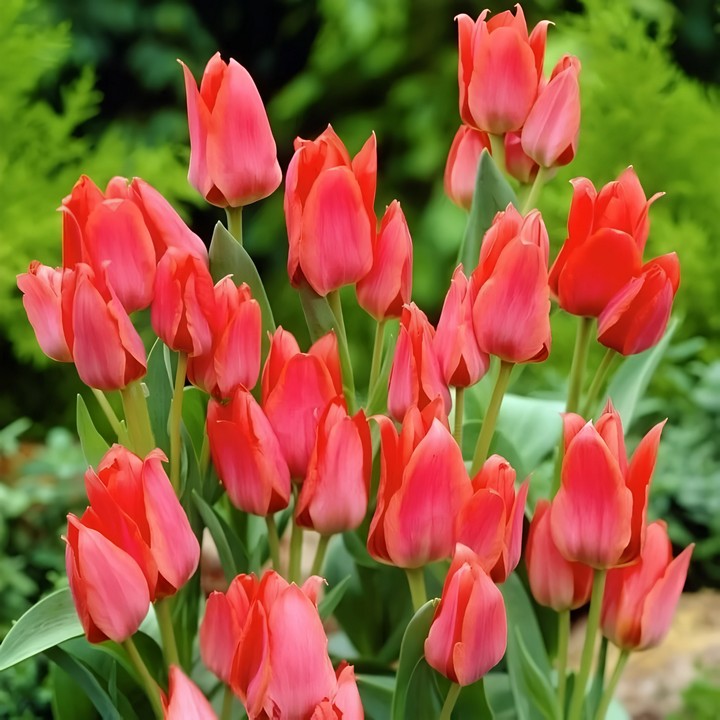 Тюльпан многоцветковый Тринити, 11/12, 1 шт.