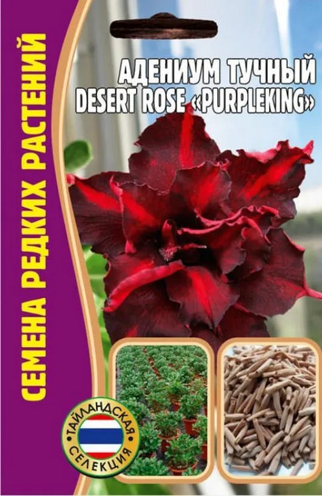 Адениум PurpleKing Desert Rose (Фиолетовая королевская роза пустыни), 3 шт.