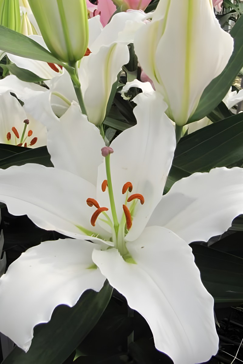 Лилия восточная Астериан, 12/14, 1 шт.