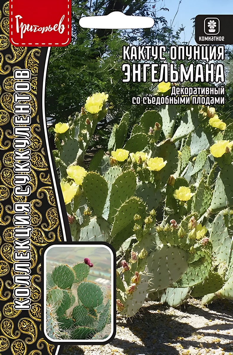 Кактус опунция Энгельмана, 5 шт.