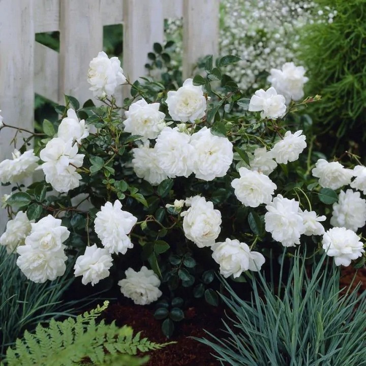 Роза почвопокровная Вайт Фэйри