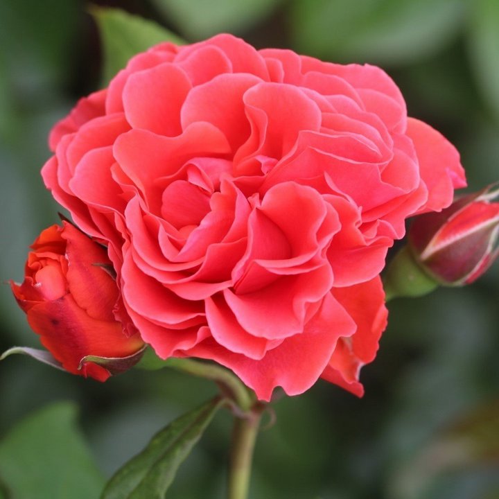 Роза флорибунда Леди оф Белград/ЦКорЛюкс