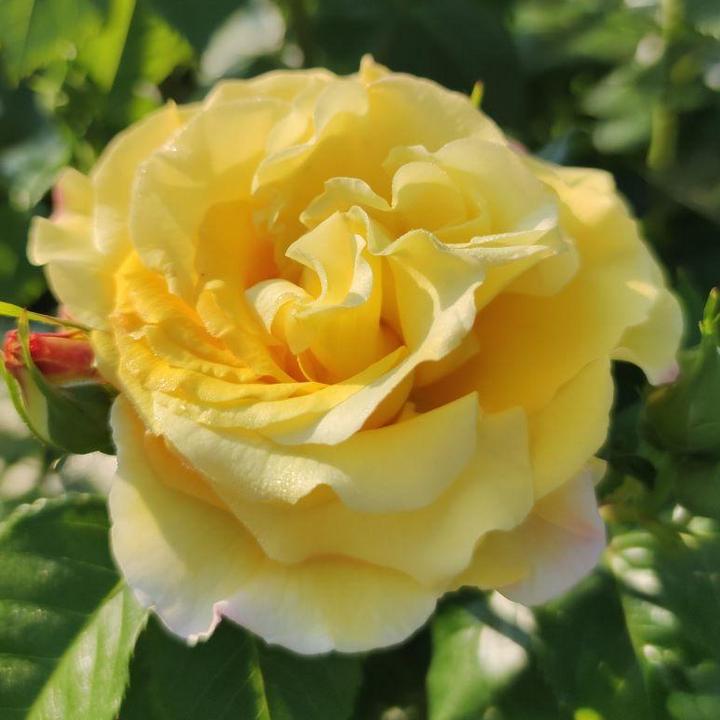 Роза парковая Рейн Лючия/ЦКор