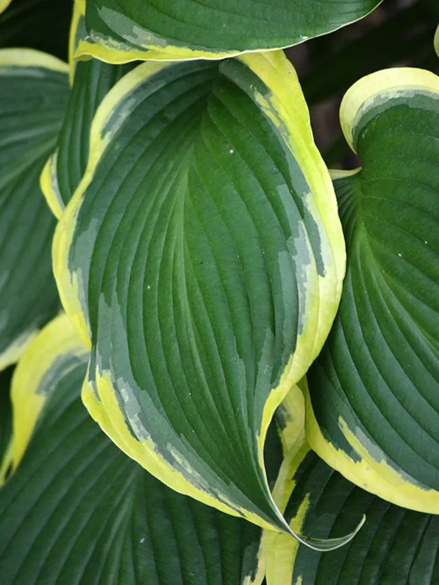 Хоста Йелоу Ривер, 1 шт.