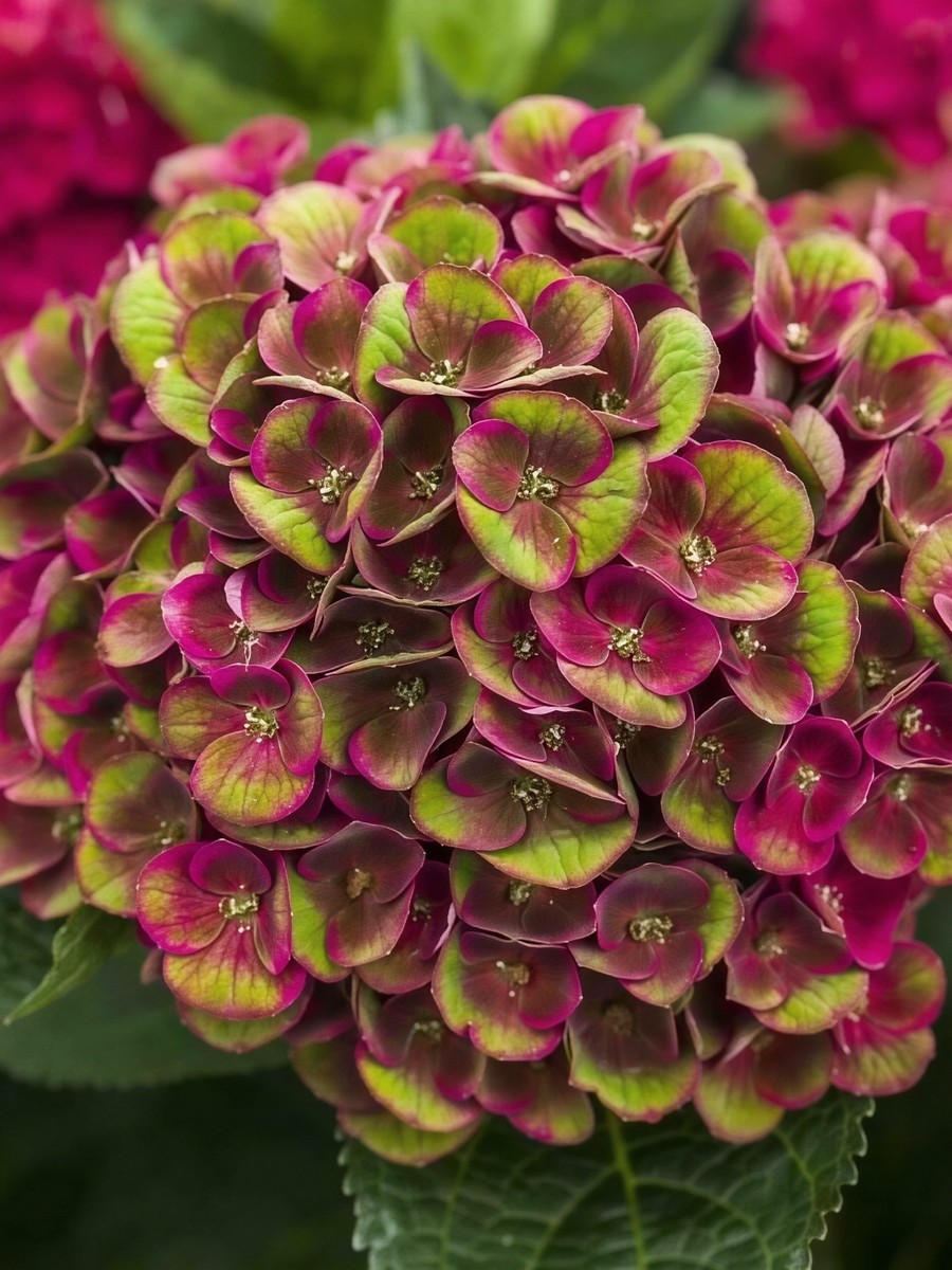 Гортензия крупнолистовая Грюнес Гевёлбе/ЦКорЛюкс