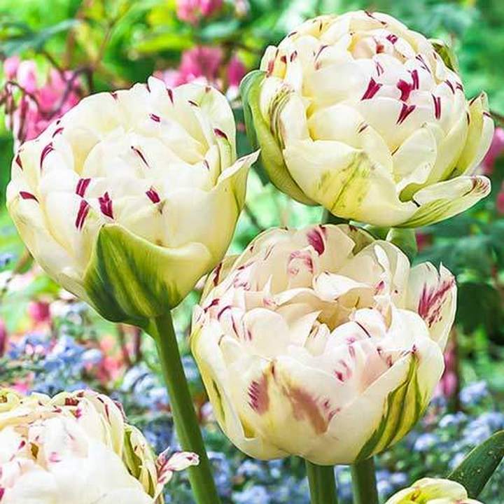 Тюльпан махровый поздний Дэнслайн, 11/12, 1 шт.