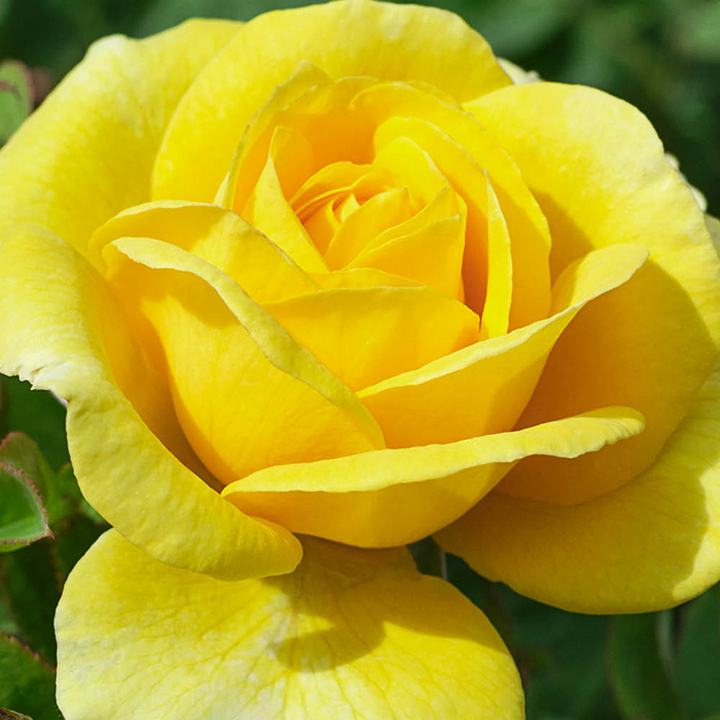 Роза плетистая Голден Парфюм (желтый)