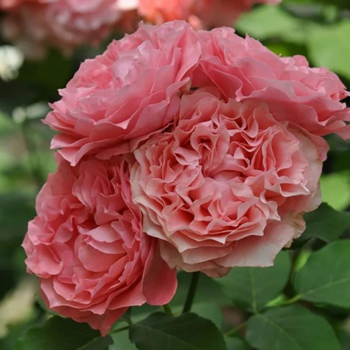 Роза парковая Корал Желе/ЦКор