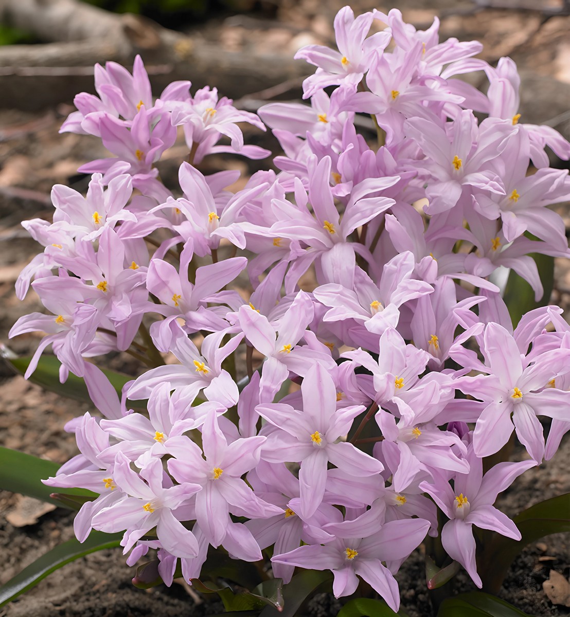 Хионодокса Роуз Куин, 5/+, 1 шт.