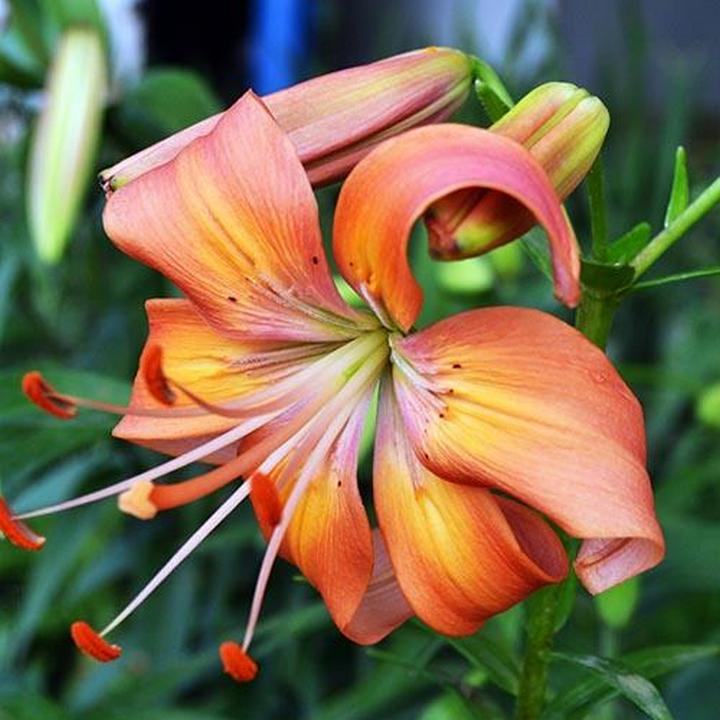 Лилия тигровая Салмон Флейвоур, 12/14, 1 шт.