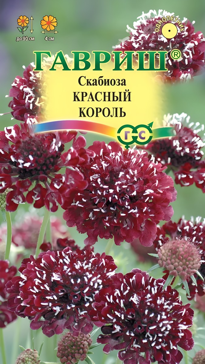 Скабиоза Красный король, 6 шт. Цветочная коллекция.