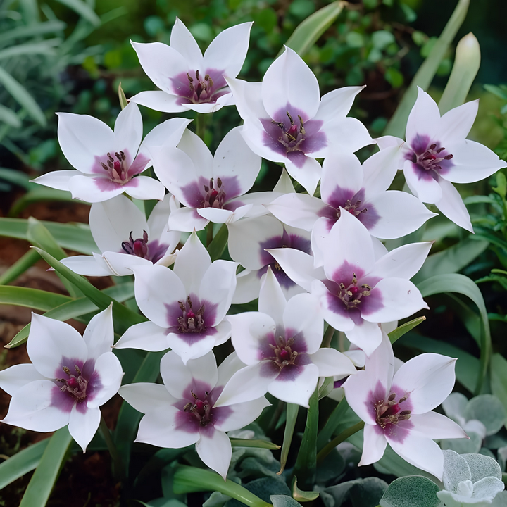 Тюльпан ботанический Альба Коурелеа Окулята, 6/+, 1 шт.