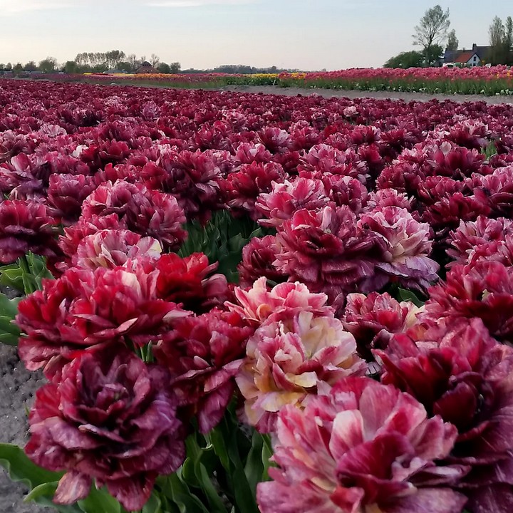 Тюльпан махровый поздний Ночной Дозор, 11/12, 1 шт.