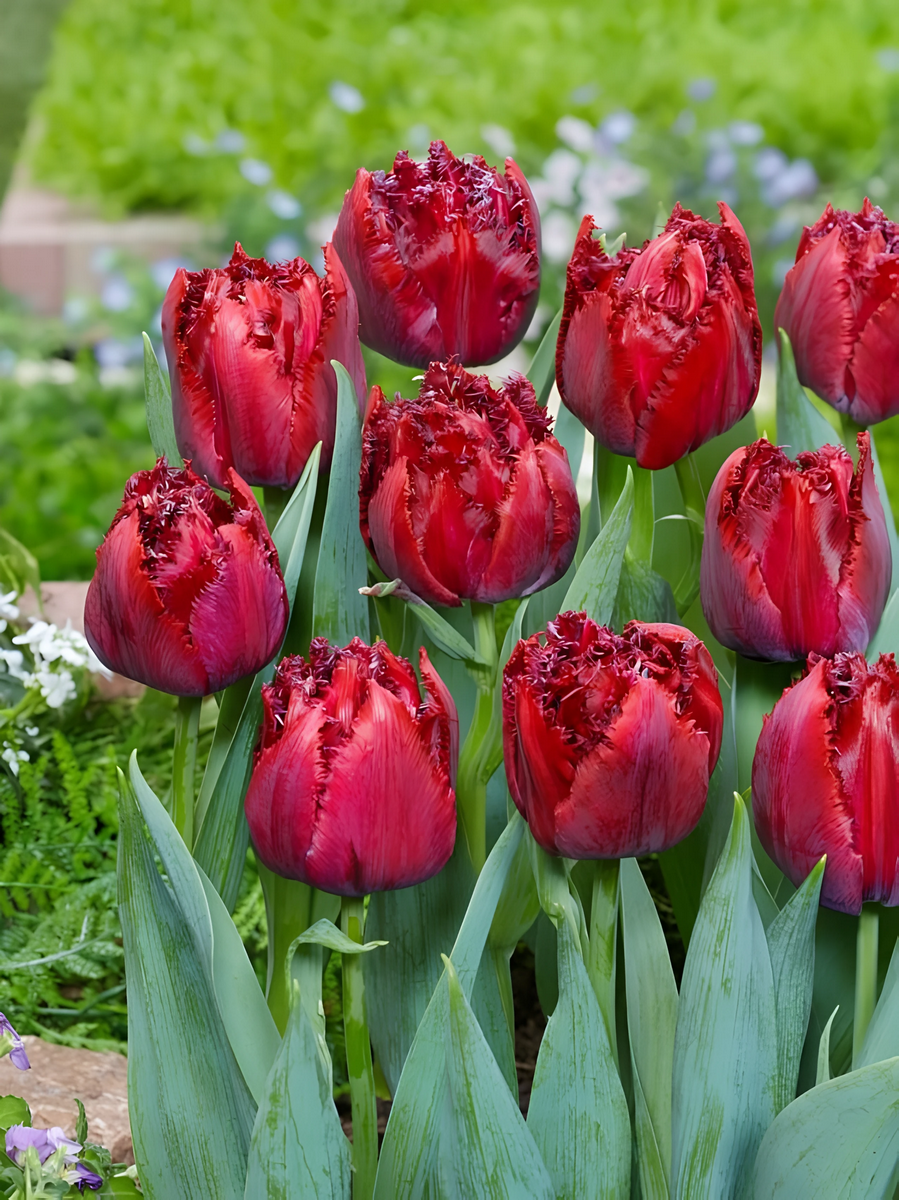 Тюльпан махровый бахромчатый Крэнберри Тристл, 12/+, 1 шт.