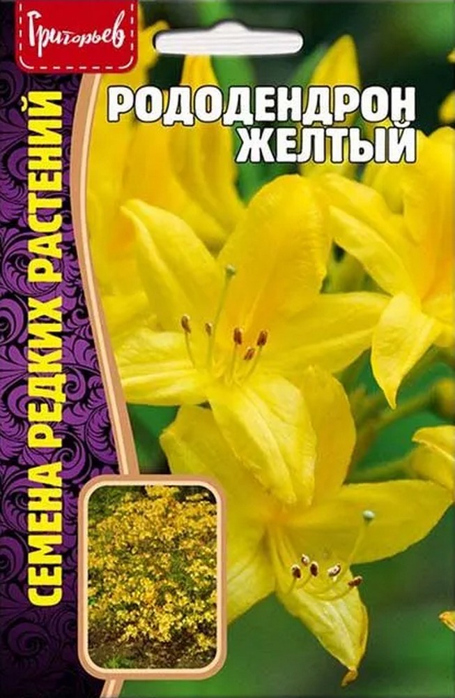 Рододендрон Желтый, 25 шт.