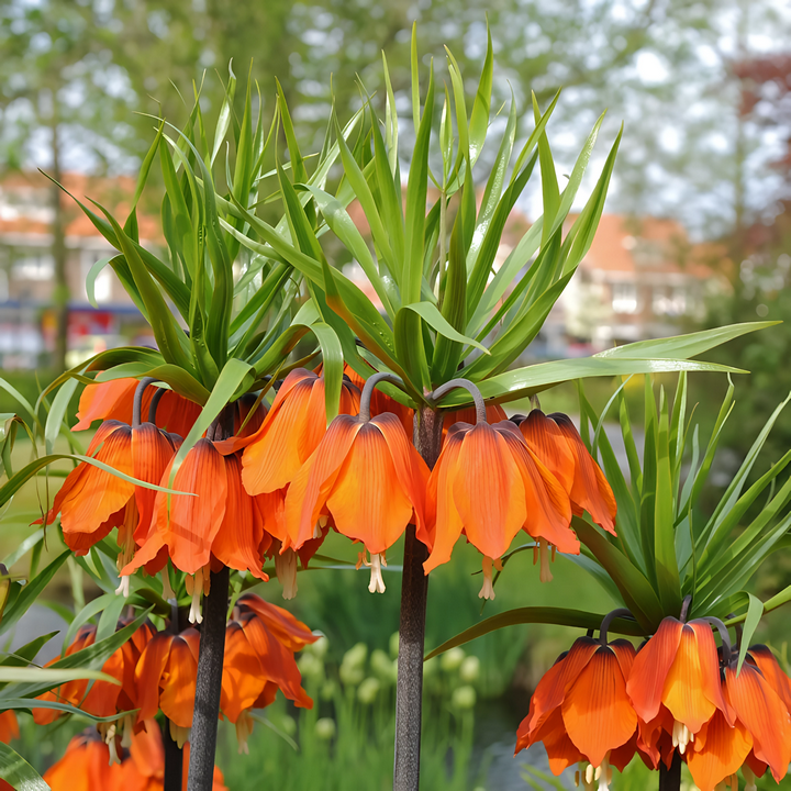 Фритиллярия Рубра Максима, 18/20, 1 шт.