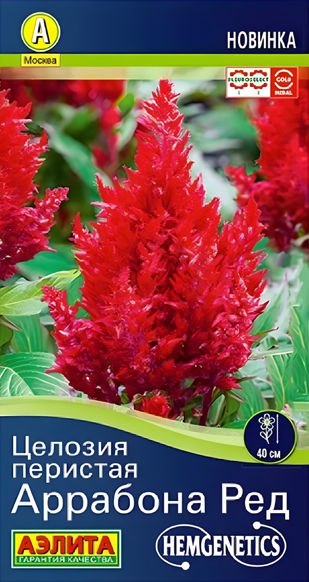 Целозия перистая Аррабона ред, 7 шт.