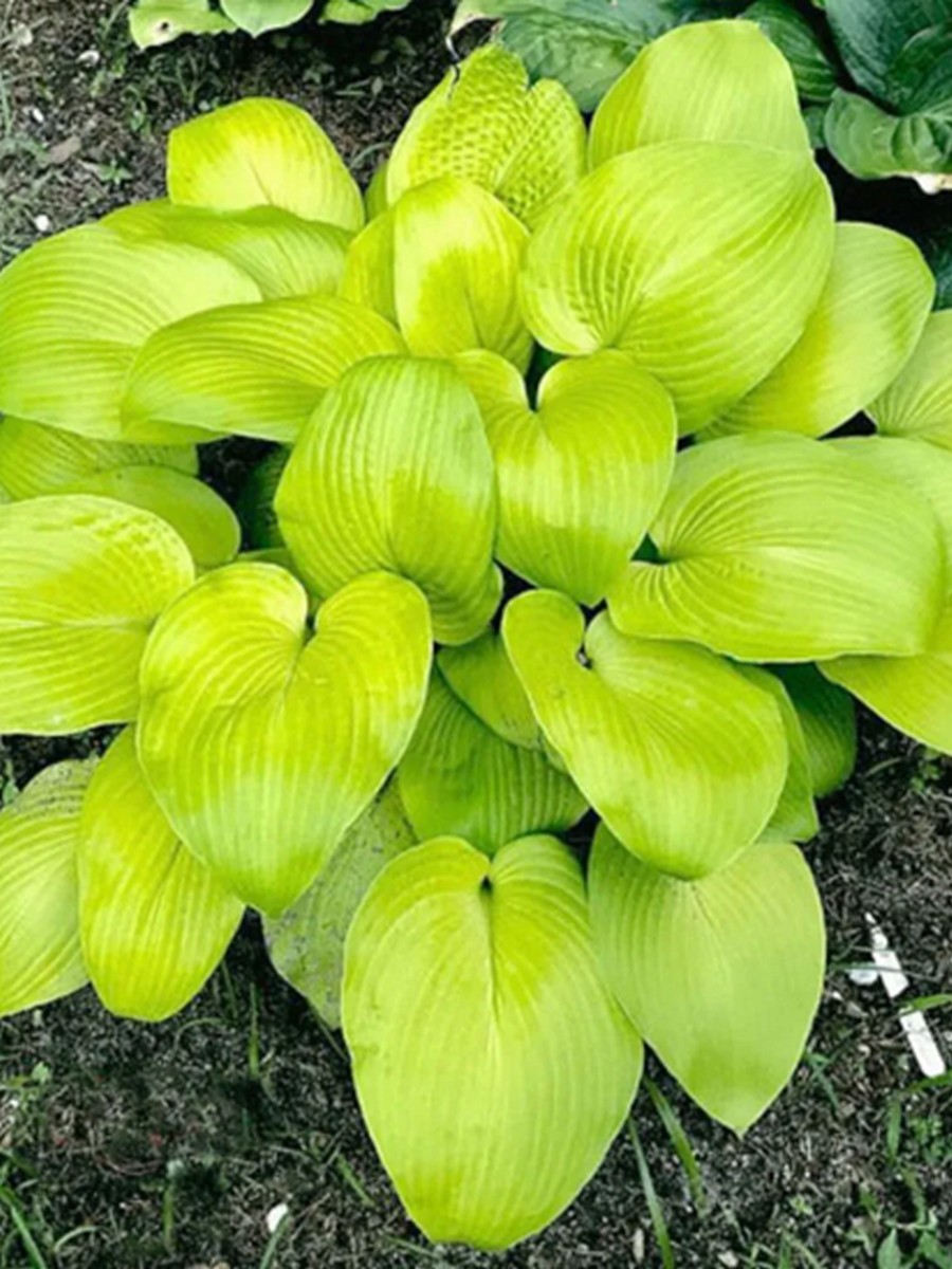 Хоста Миракл Лемони, 1 шт.