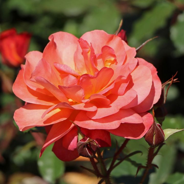 Роза парковая Вестерленд