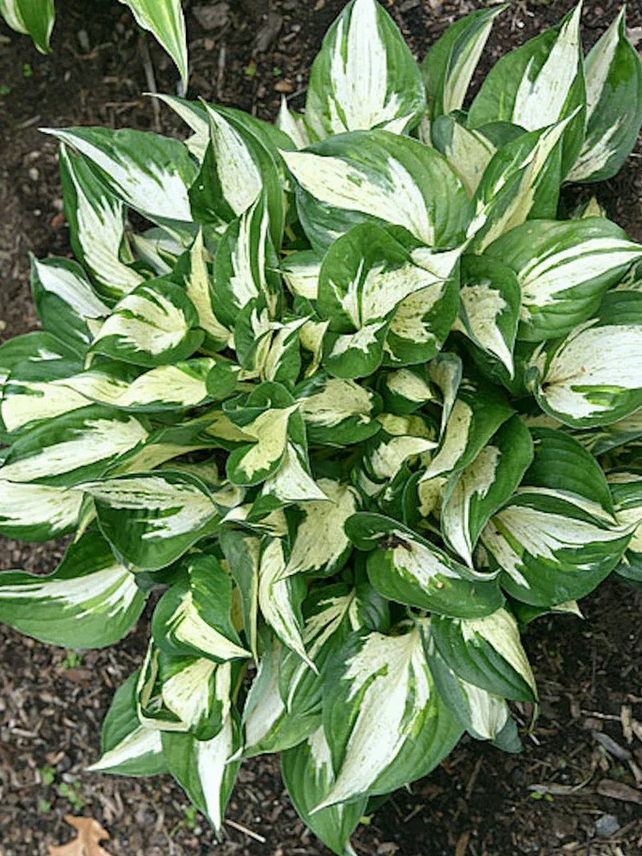 Хоста Революция, 1 шт.