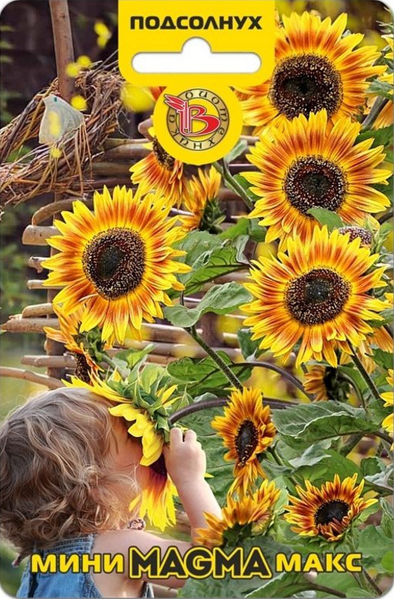Подсолнух компактный Мини-Макс Магма, 10 шт. Биотехника