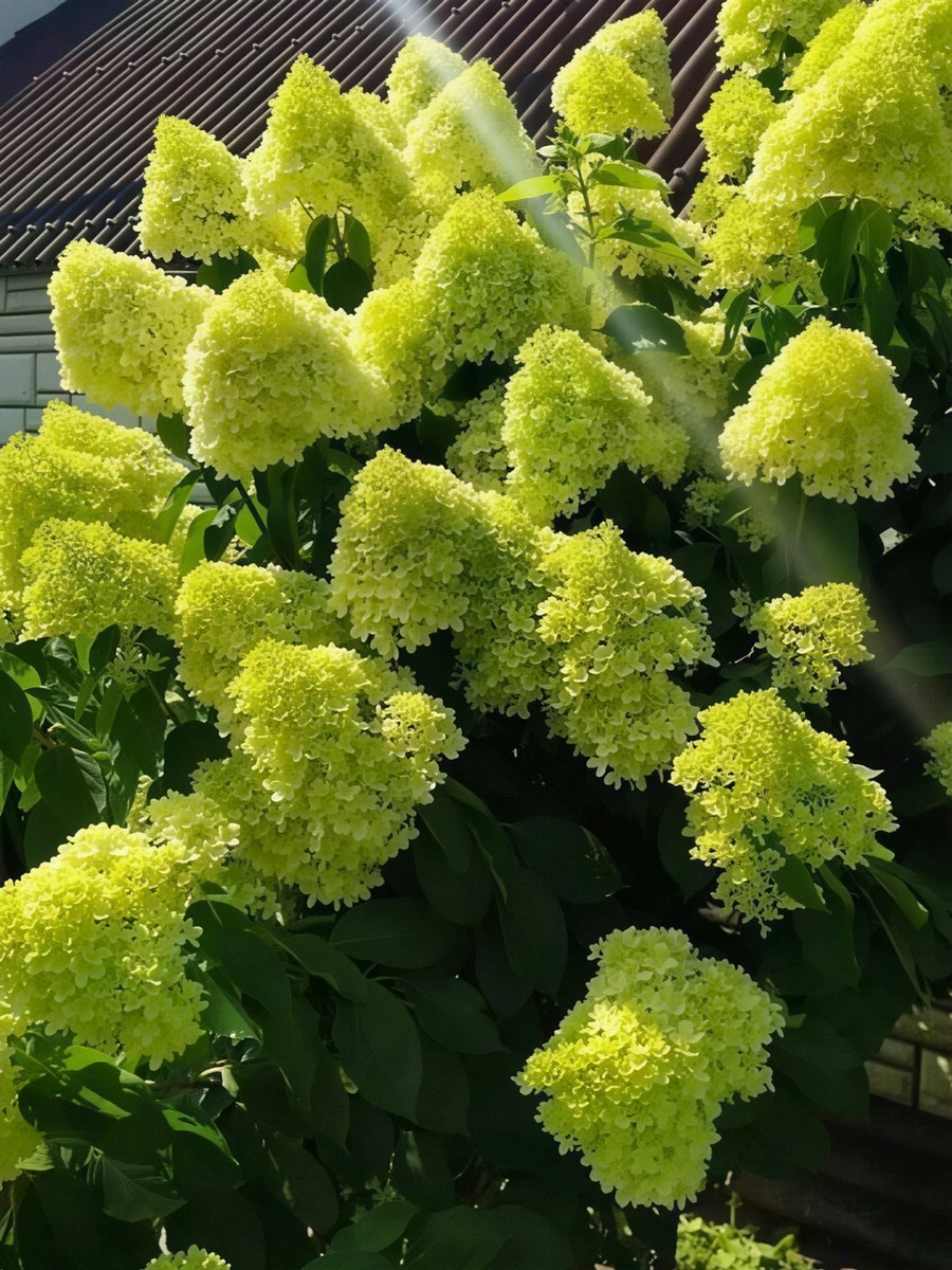 Гортензия метельчатая Мохито