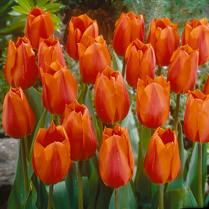 Тюльпан простой поздний Темплз Фейворит, 11/12, 1 шт.