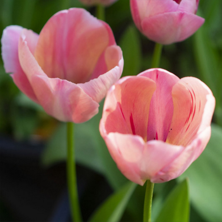 Тюльпан дарвинов гибрид Мистик Ван Ейк, 1 шт.