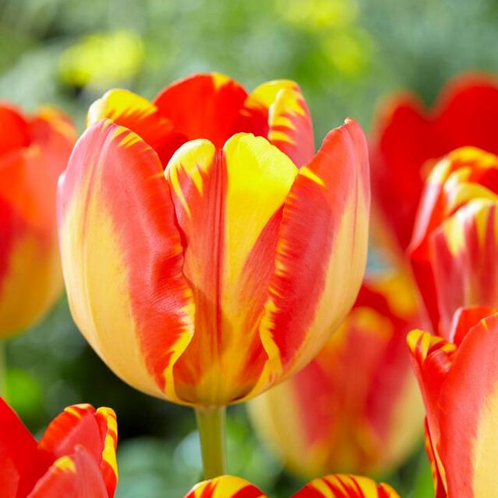 Тюльпан дарвинов гибрид Банья Лука, 11/12, 1 шт.