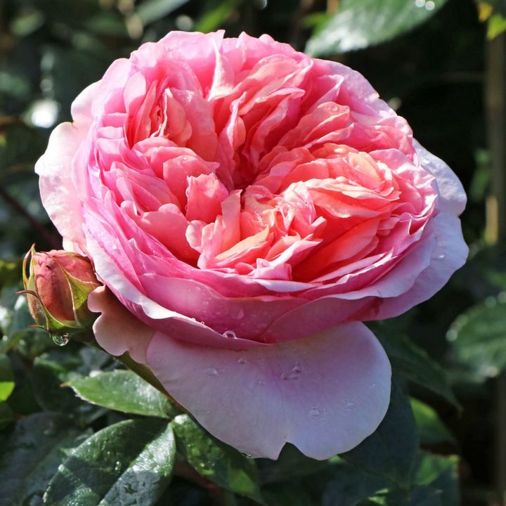 Роза парковая Чиппендейл