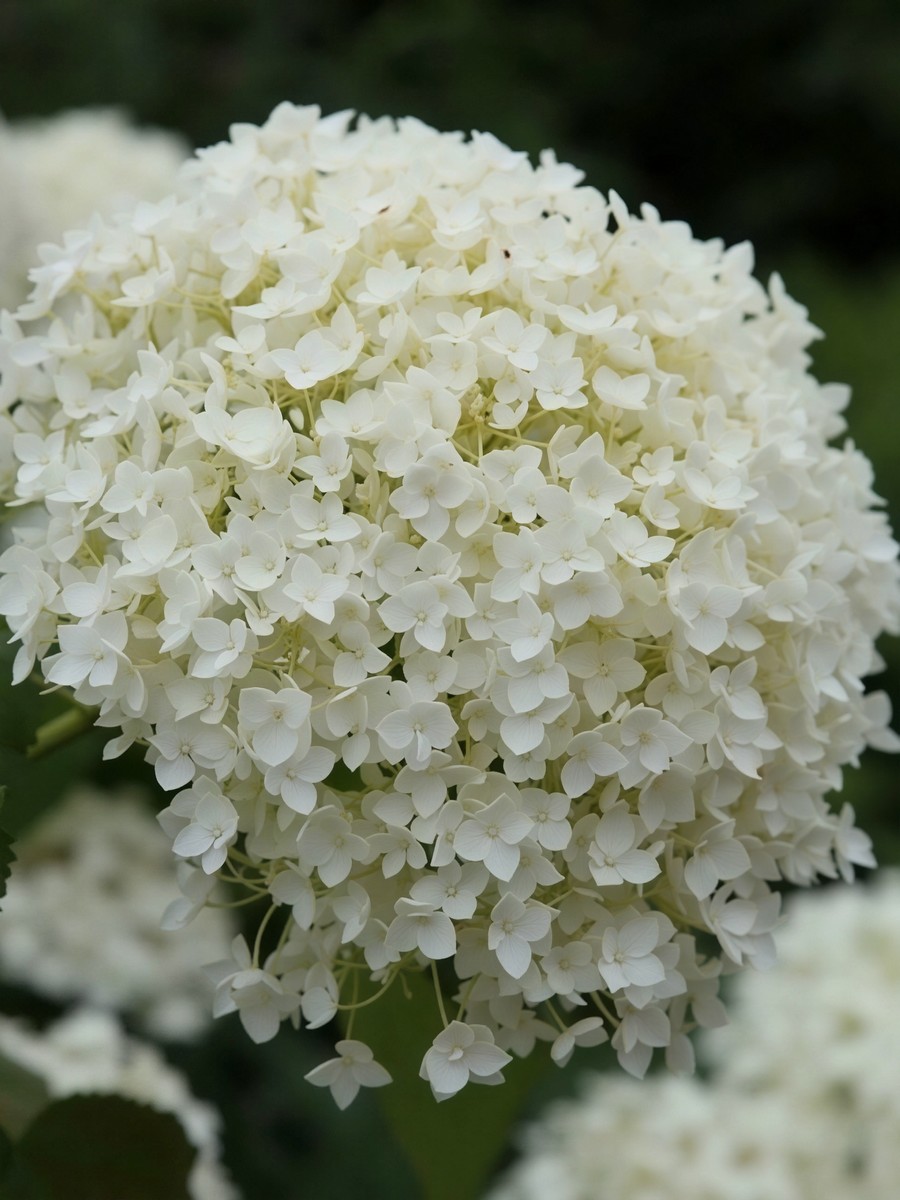 Гортензия древовидная Анабель 