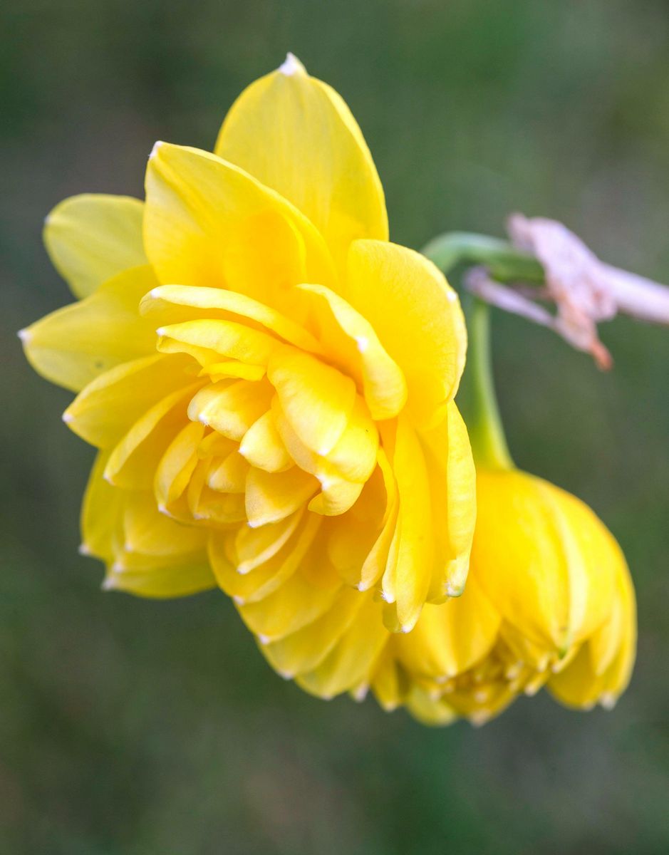 Нарцисс махровый Пенкребар, 8-10, 1 шт.