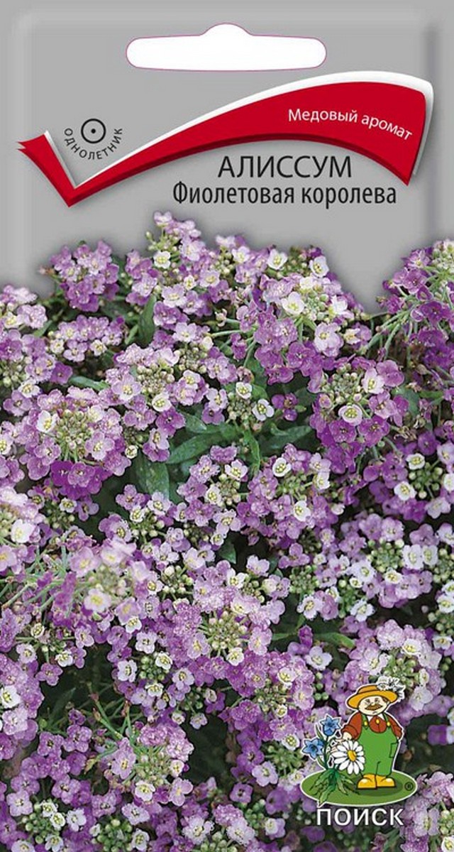 Алиссум Фиолетовая королева, 0,3 г