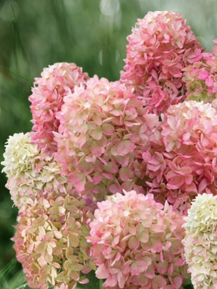 Гортензия метельчатая Грин Лайт/ЦКорЛюкс