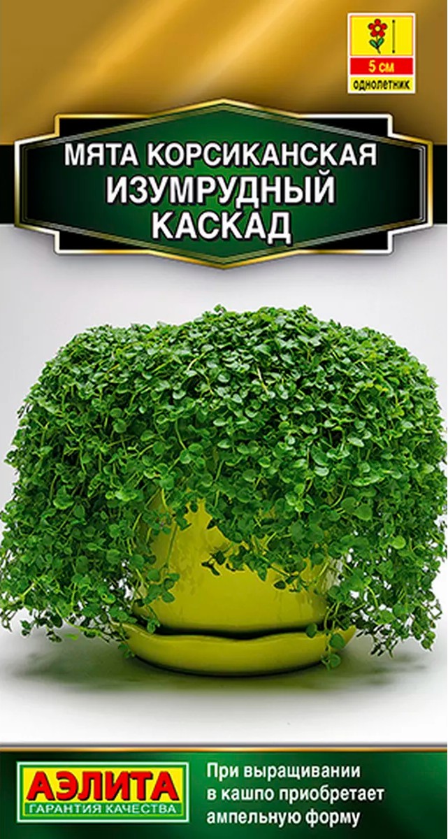 Мята корсиканская Изумрудный каскад, 3 шт.