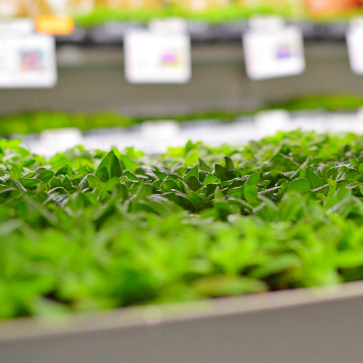 Первая поставка еврочеренков 2026